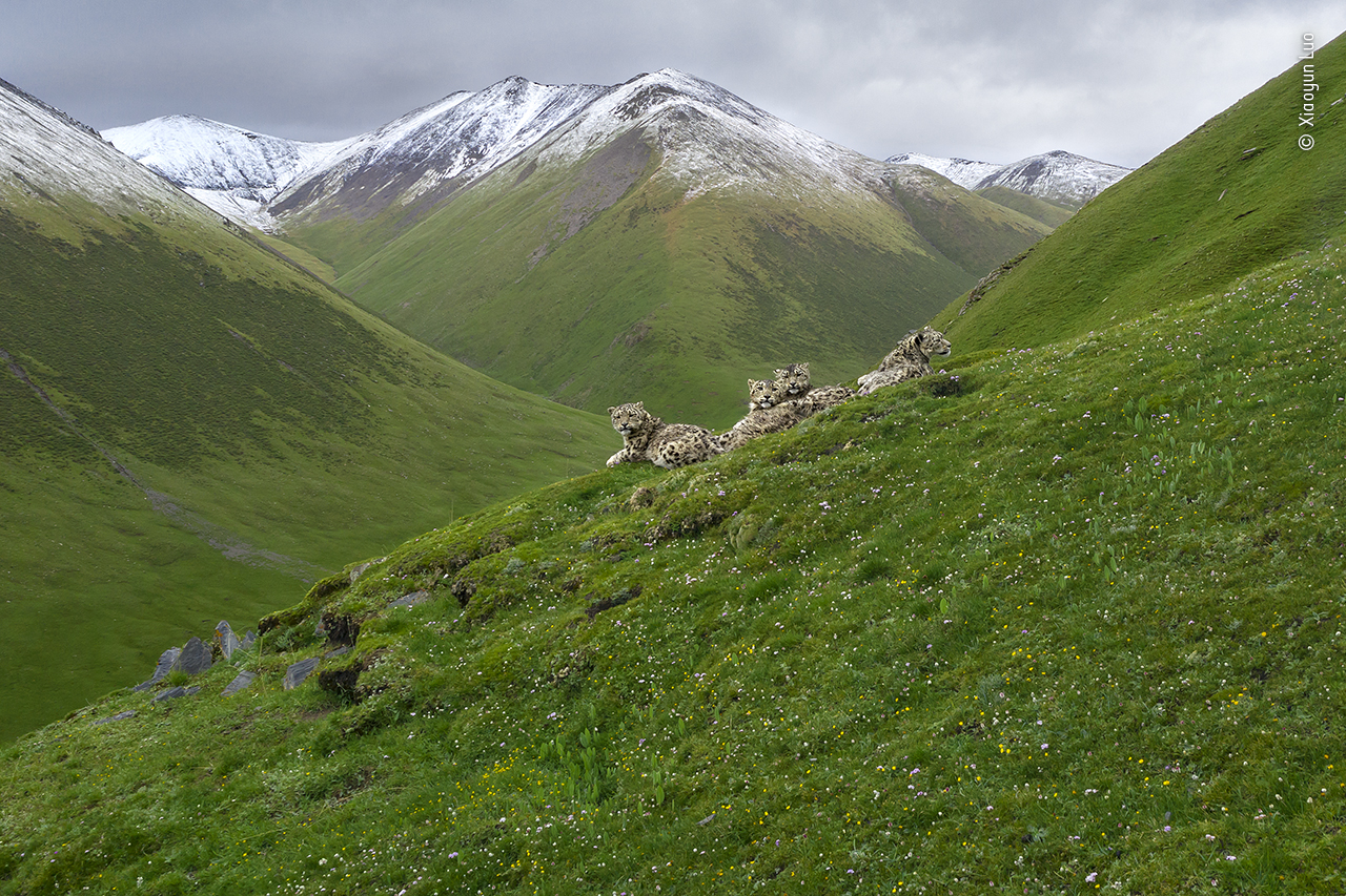 Snow leopard summer