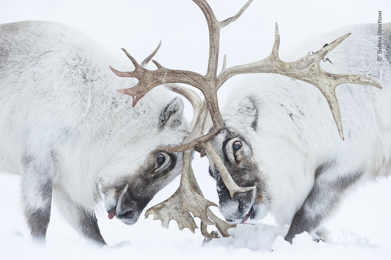 Head to head