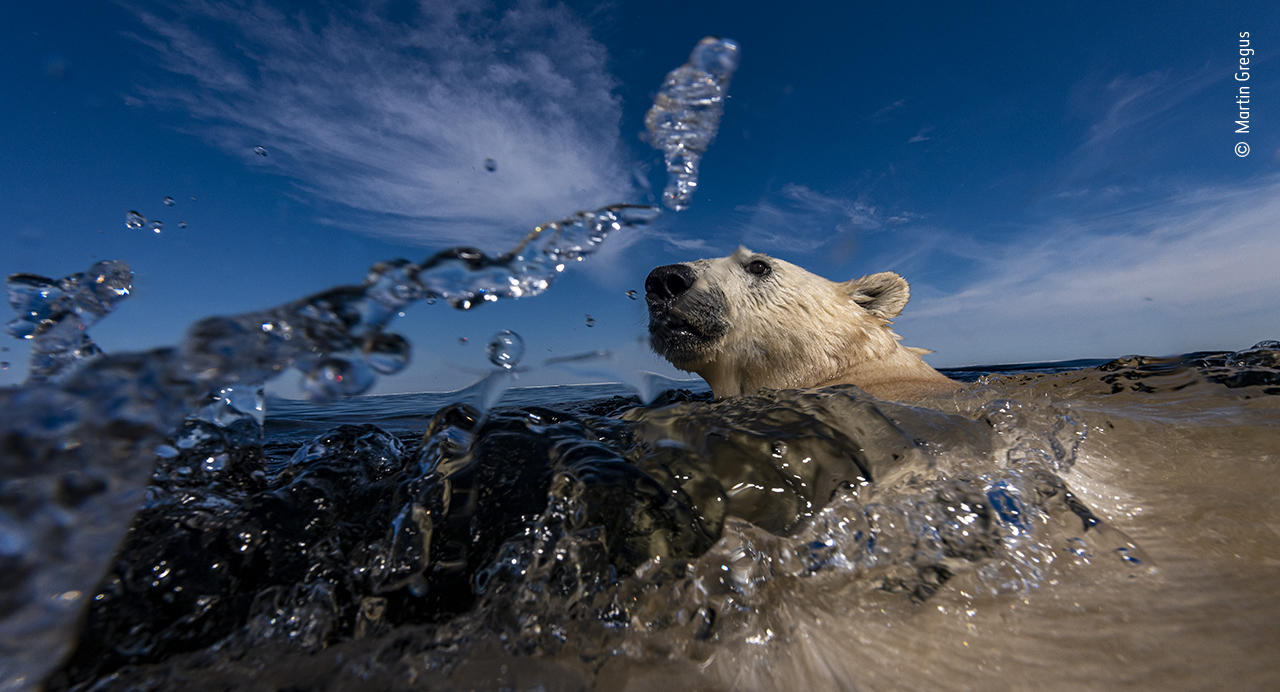 Ice bear as sea bear
