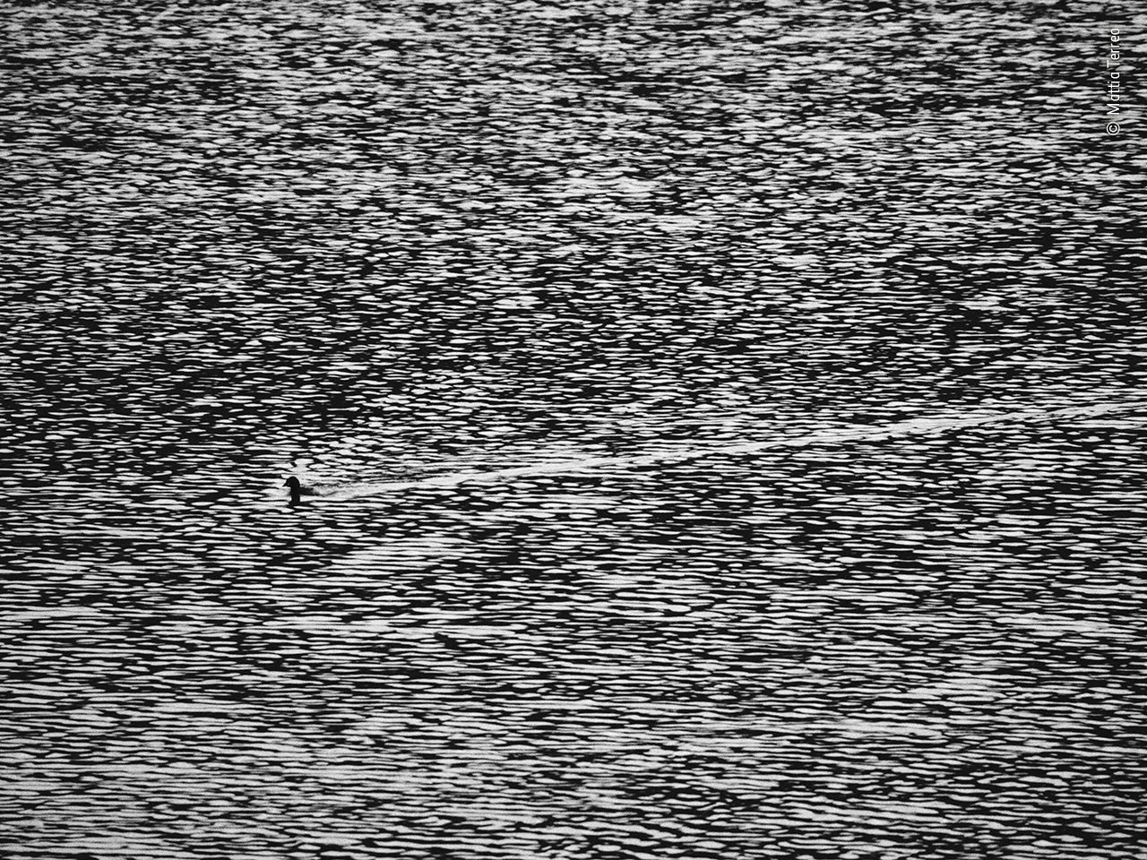 Little grebe art