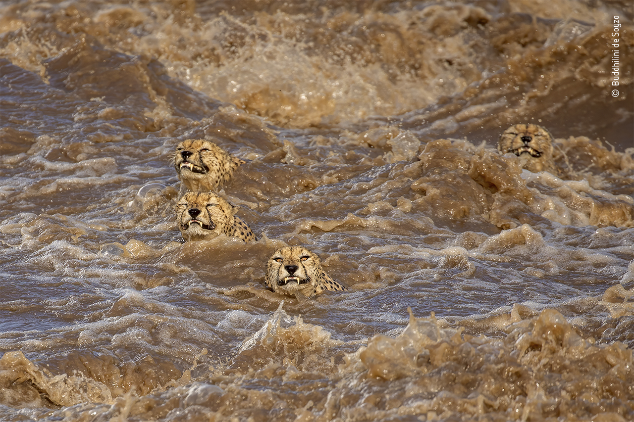 The great swim