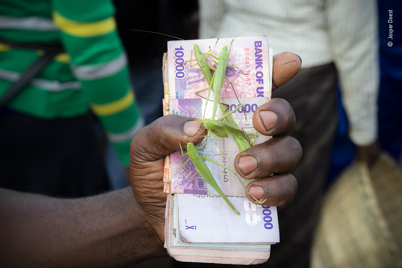 Insect cash