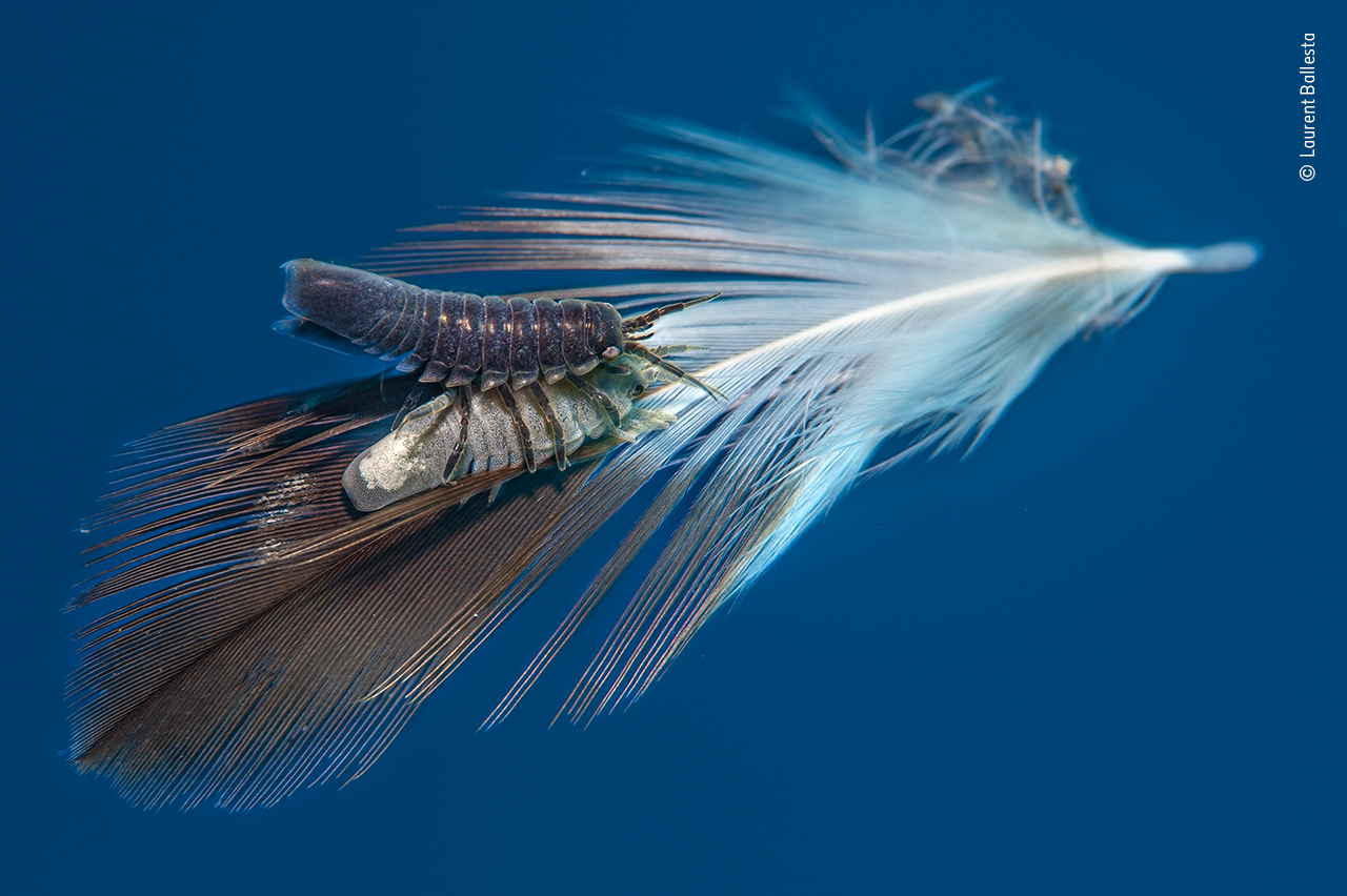 Feather mates