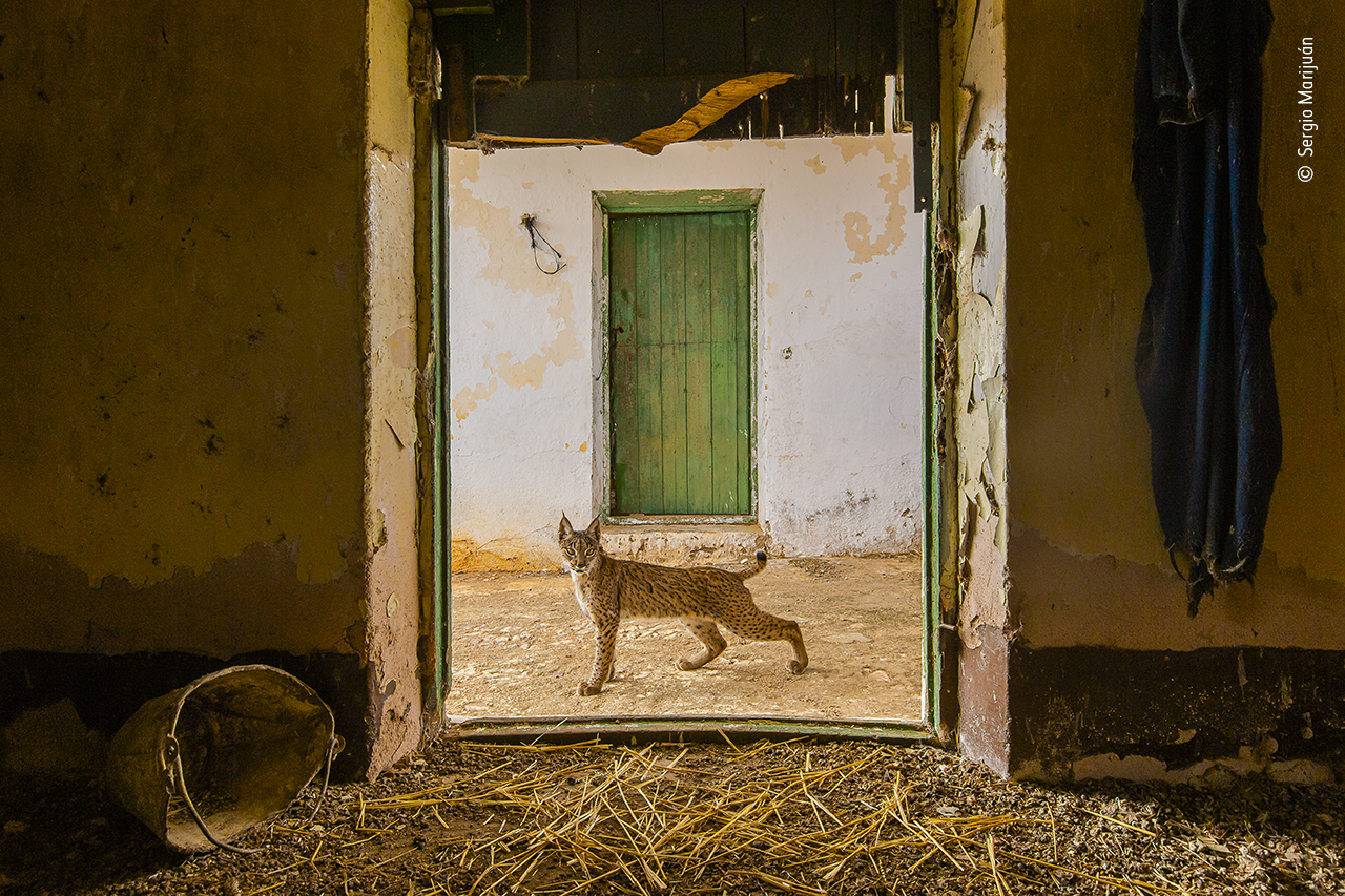Lynx on the threshold