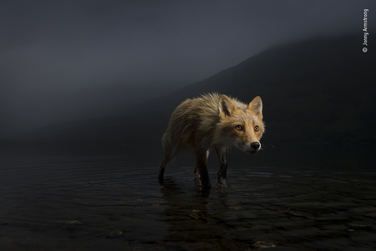 Storm fox
