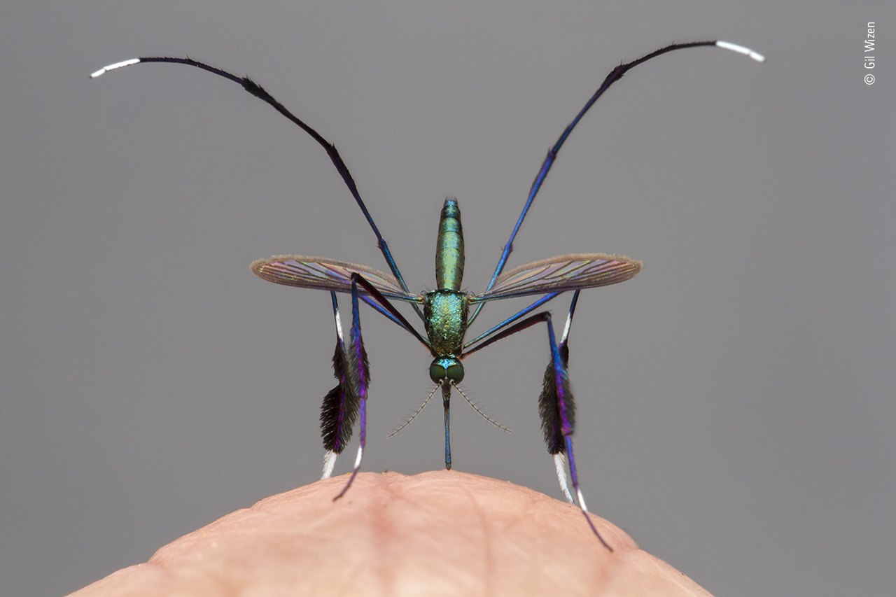 Beautiful bloodsucker