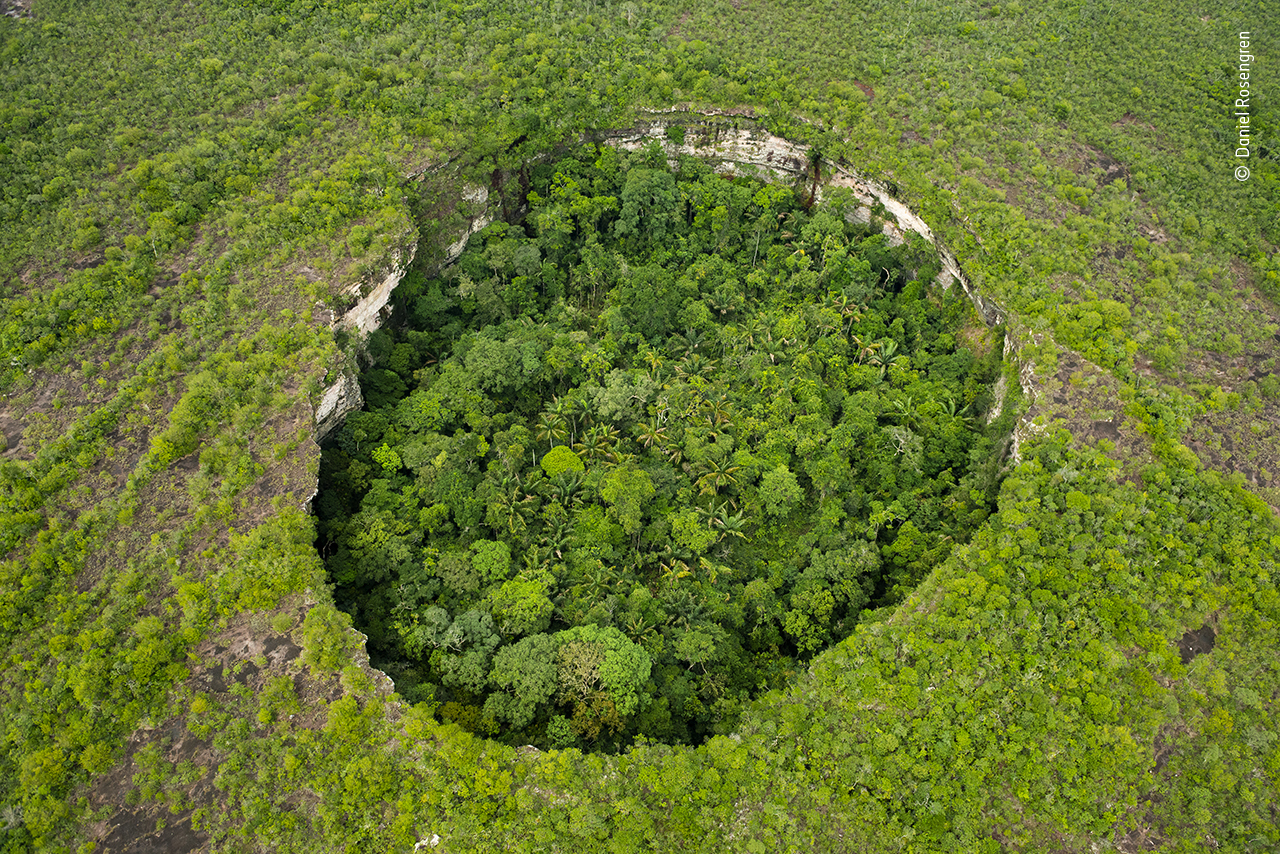 The fantastical rainforest