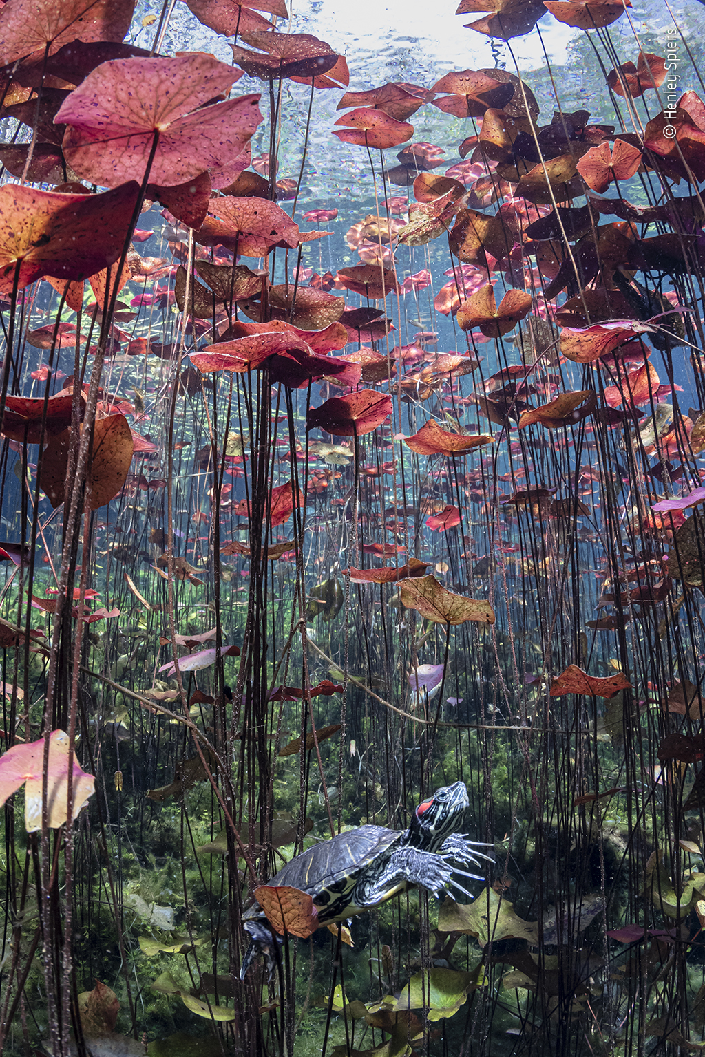Turtle in paradise