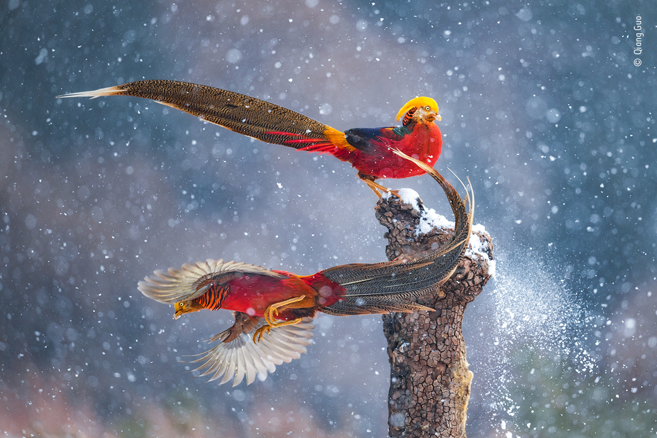 Dancing in the snow
