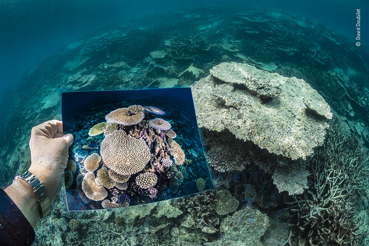 Death of a reef