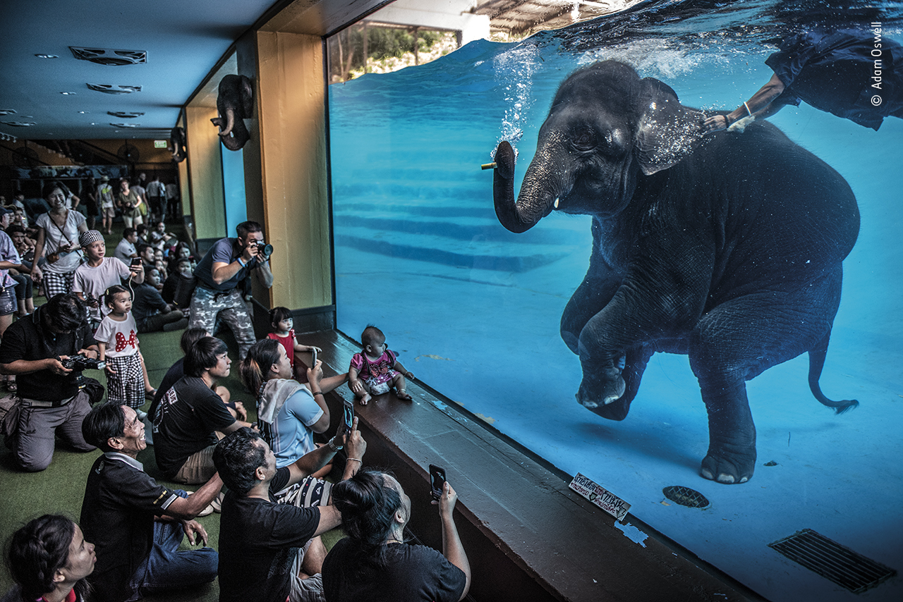 Elephant in the room