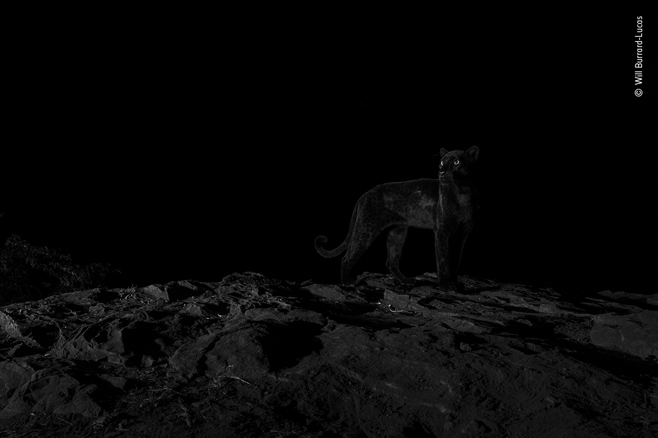 Night eyes