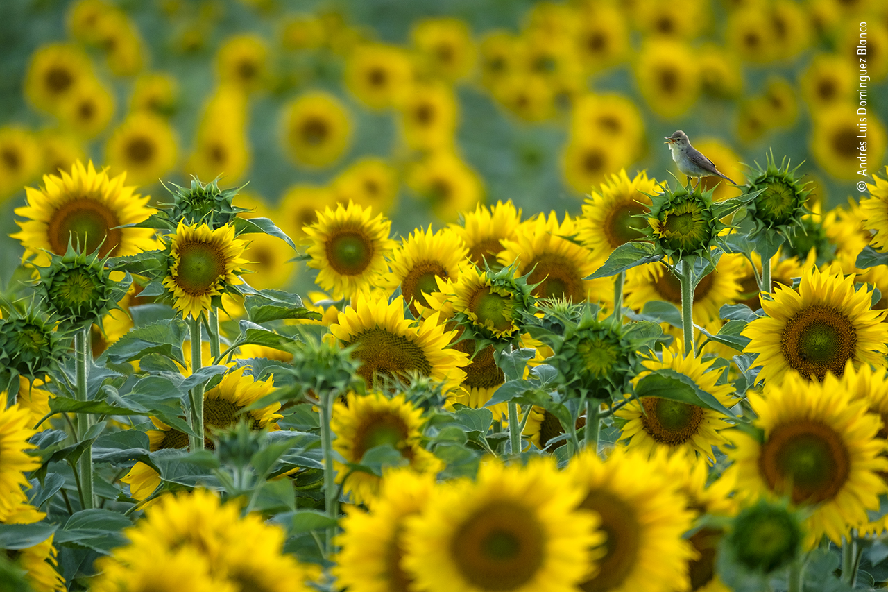 Sunflower songbird