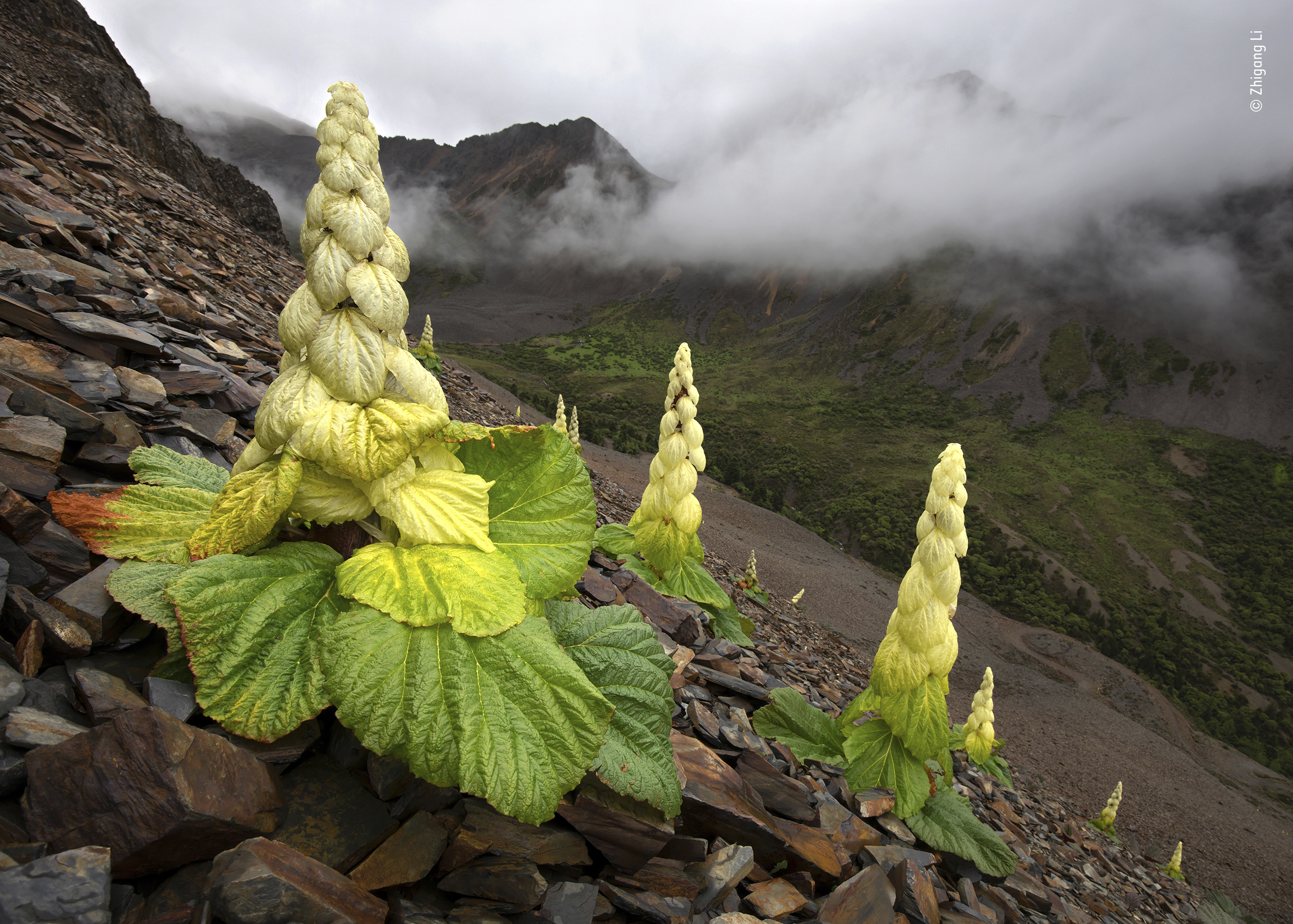 Flower of a lifetime | Wildlife Photographer of the Year | Natural History  Museum