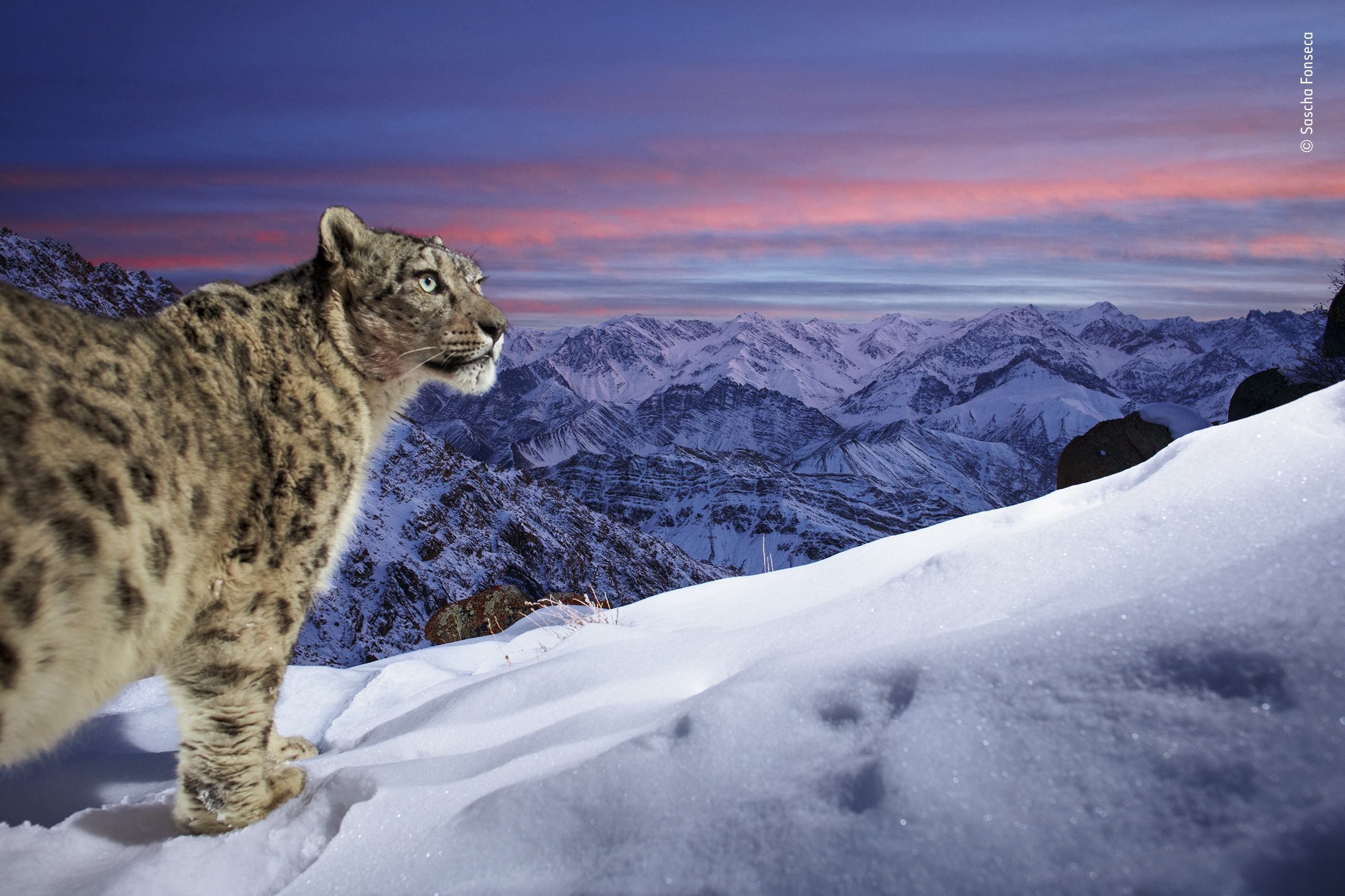 World of the snow leopard, Wildlife Photographer of the Year