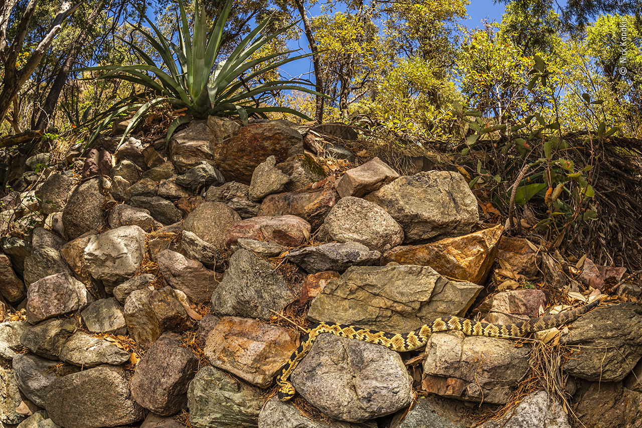 Rattlesnake hotspot