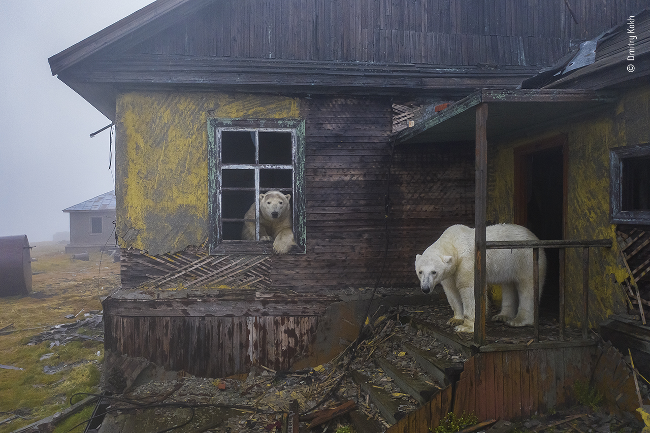 House of bears