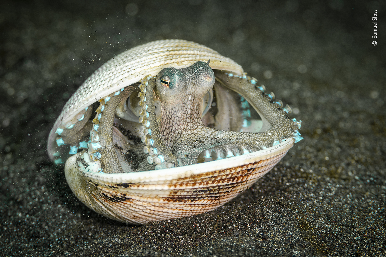 The octopus case