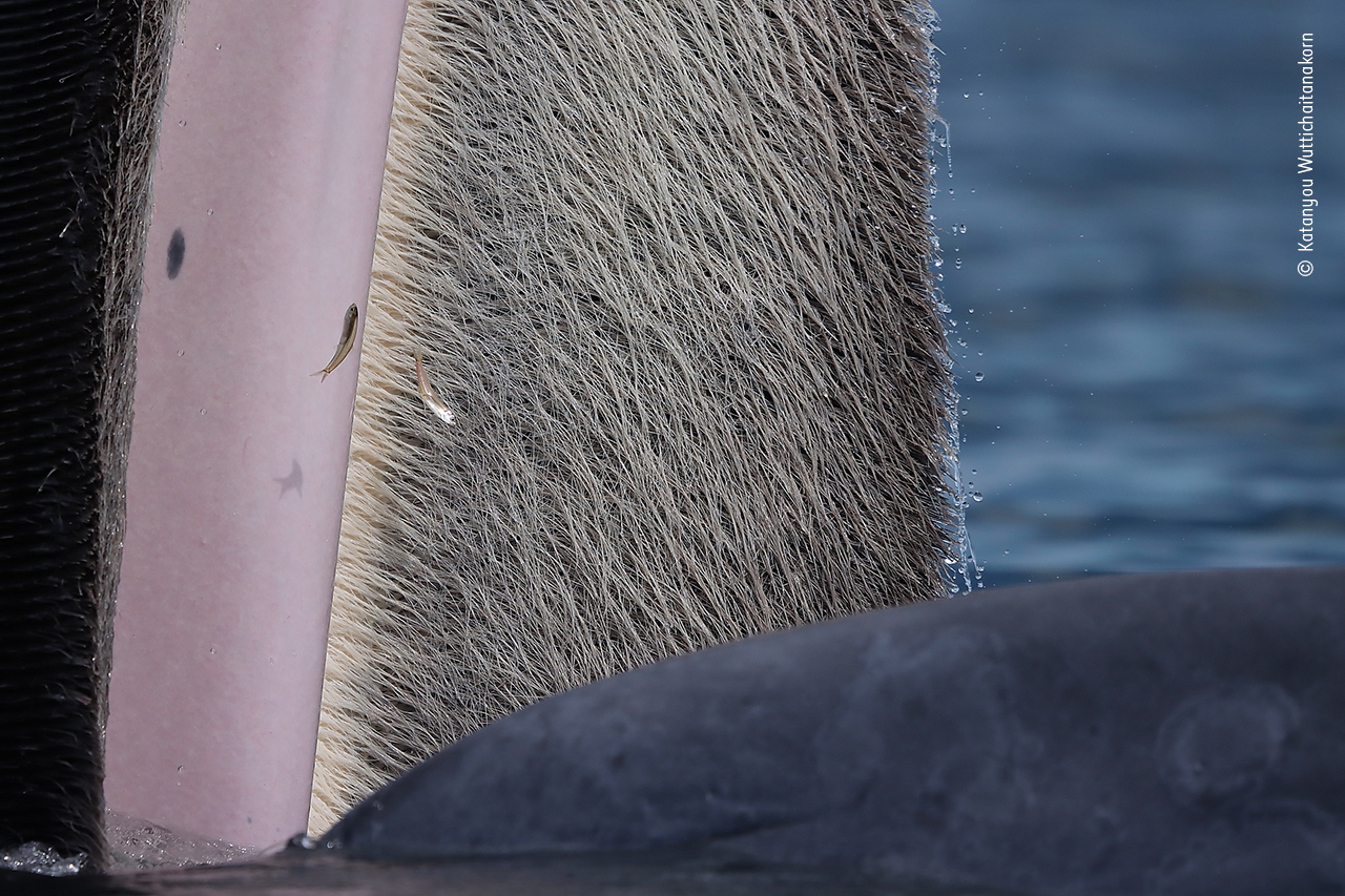 The beauty of baleen