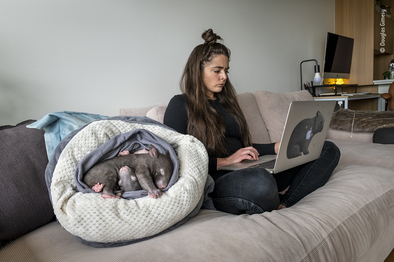 Wombat lockdown