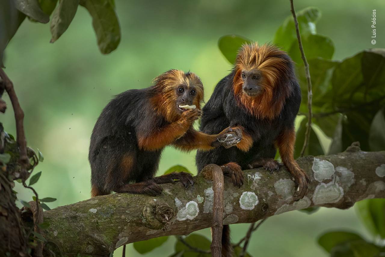 Gallery | Wildlife Photographer of the Year | Natural History Museum Gallery | Wildlife Photographer of the Year | Natural History Museum
