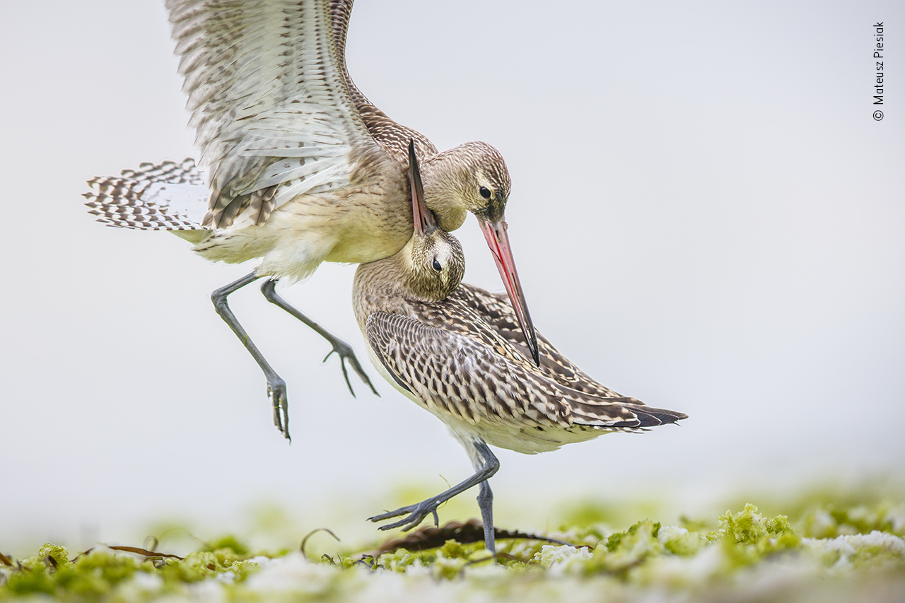 Clash of the godwits