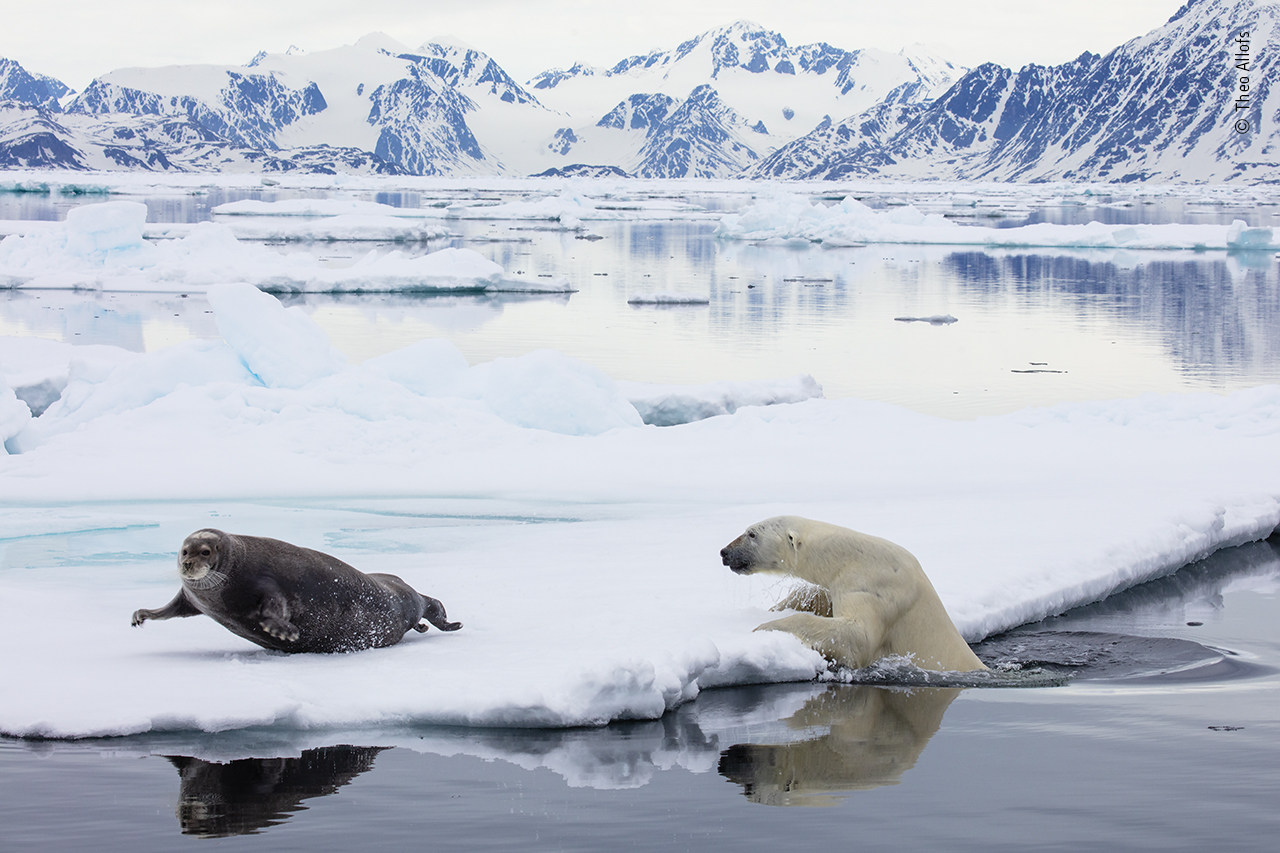 Arctic ambush