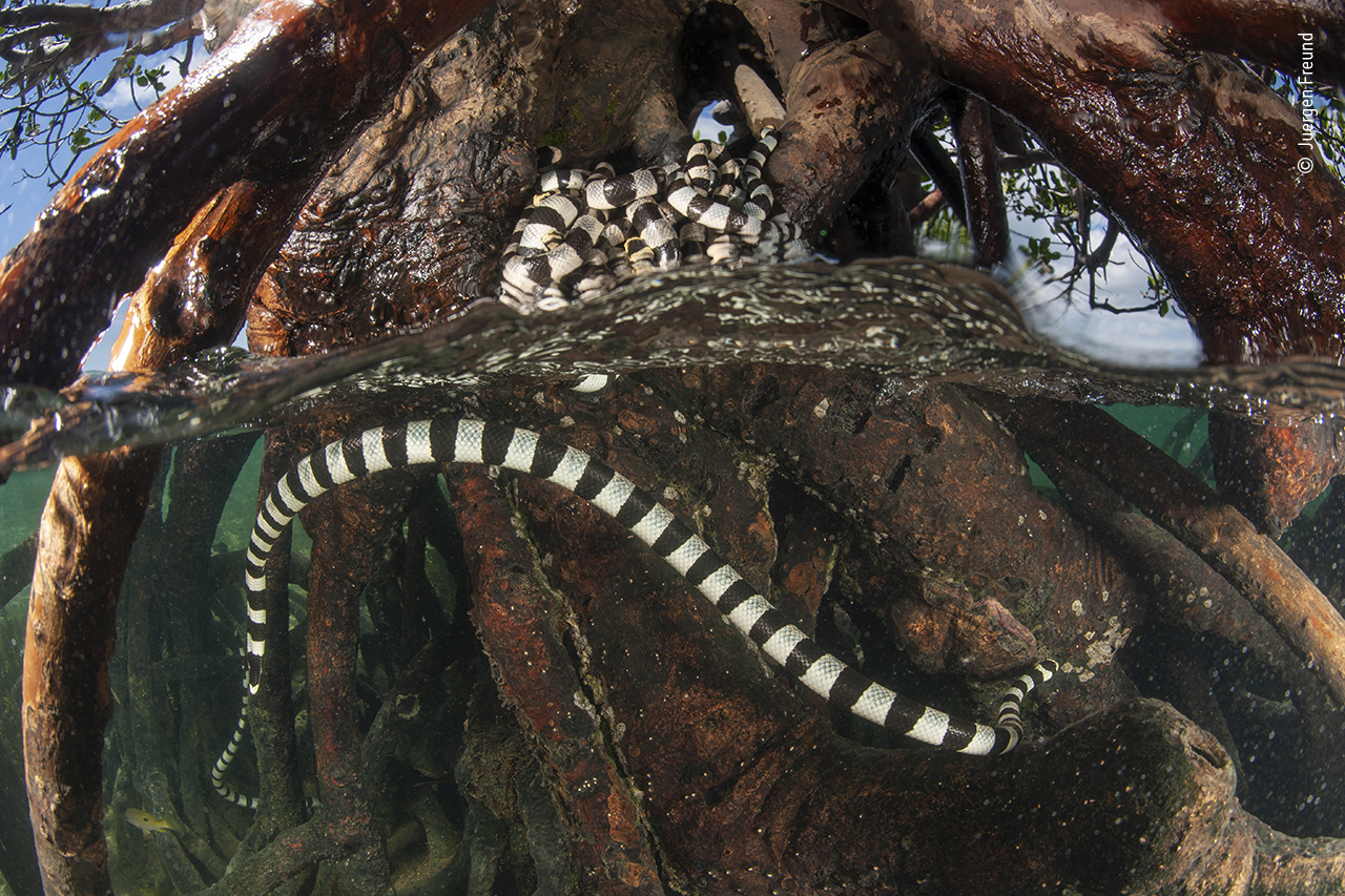 The snake tree
