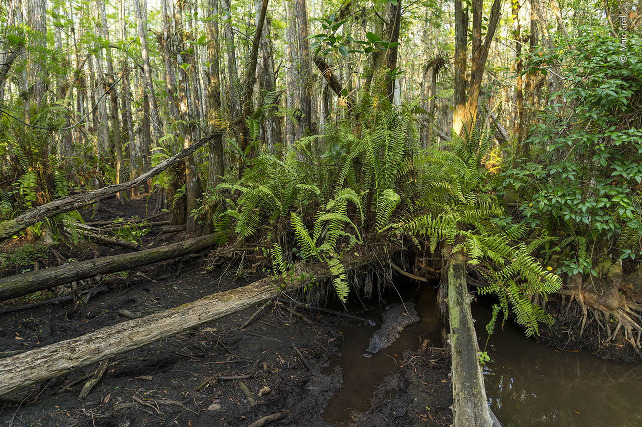 The gator glade