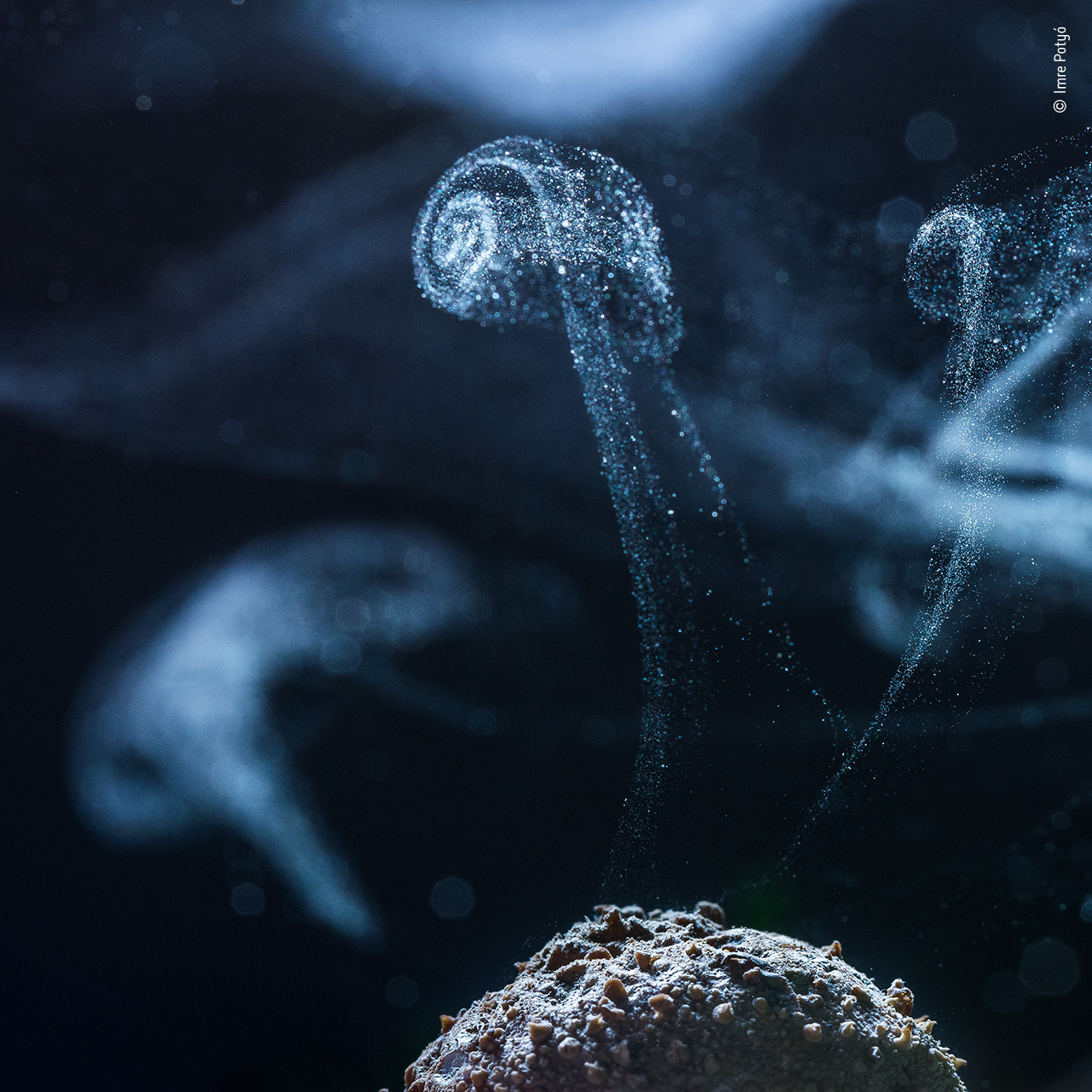 The spore spell