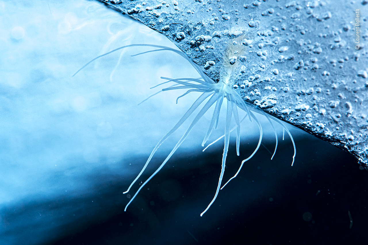 The ice anemone