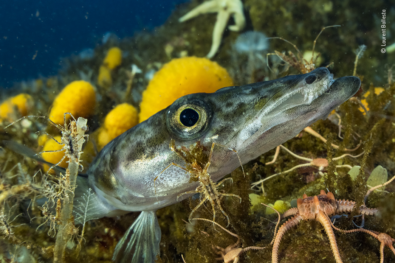 Deep-sea dragon