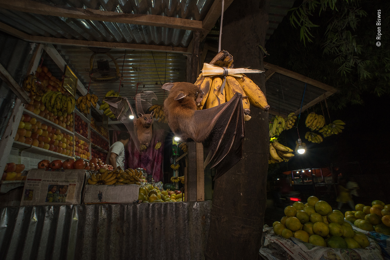 Fruit for all