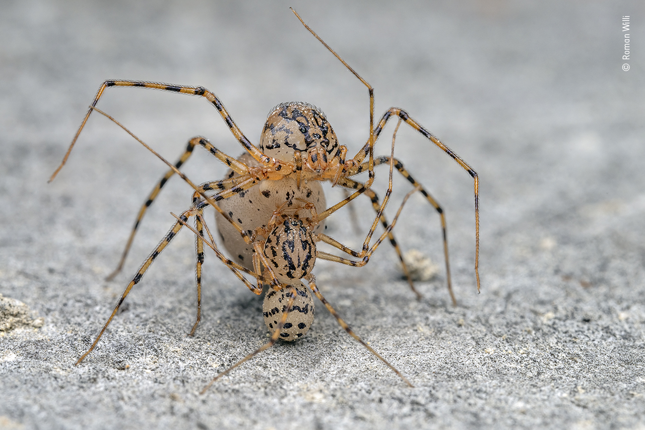 When spiders get together