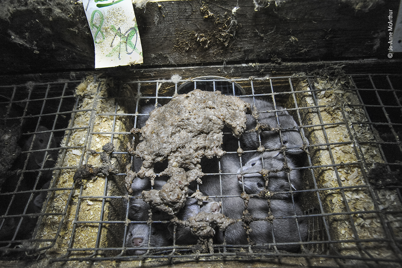 Life and death in fur farming