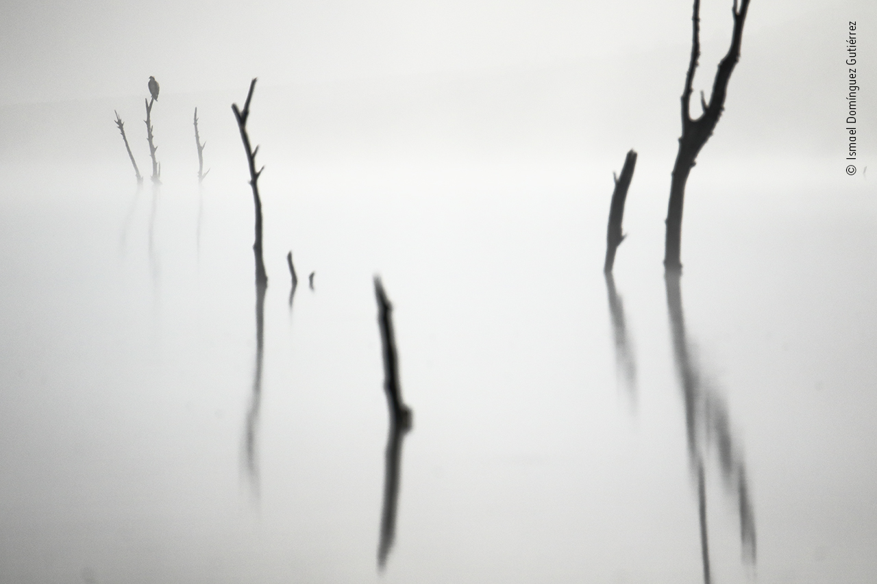 Out of the fog