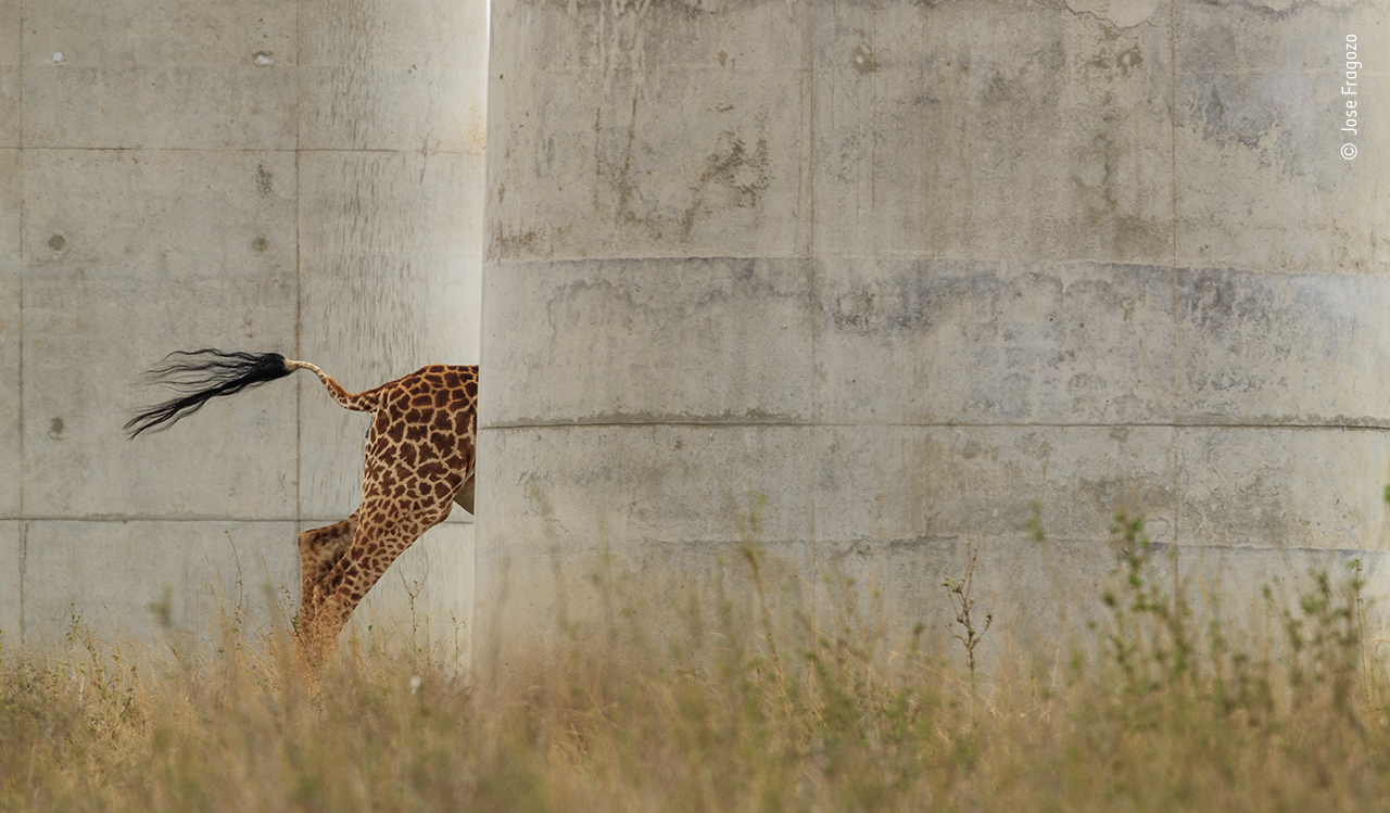 The disappearing giraffe