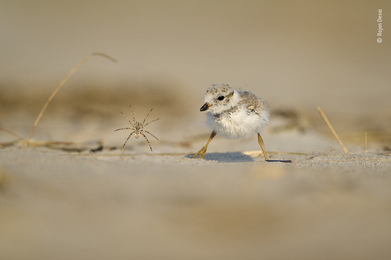 Tiny spider versus little chick