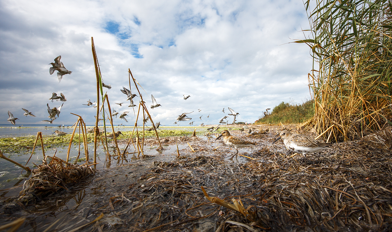Dunlin panorama