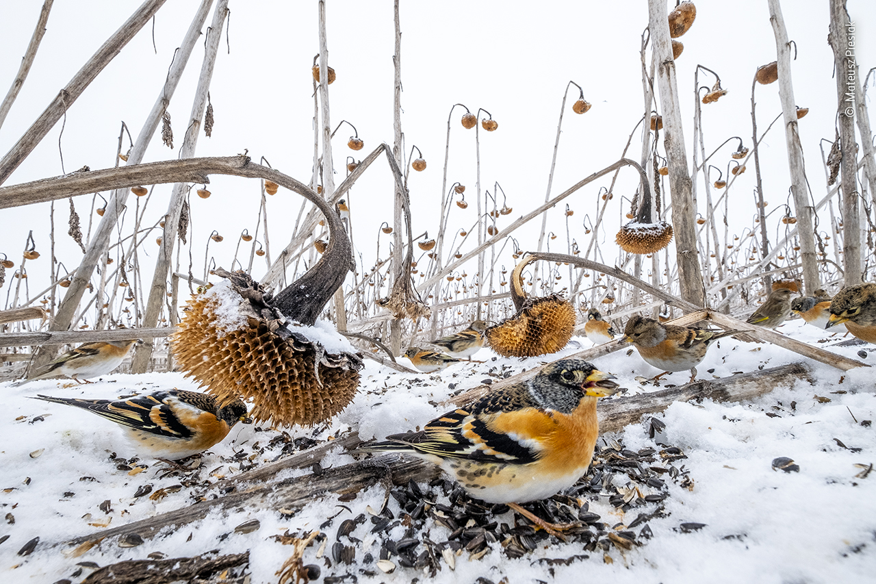 Brambling bonanza