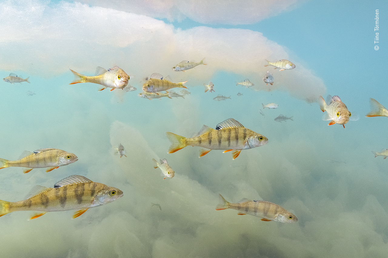 Underwater wonderland