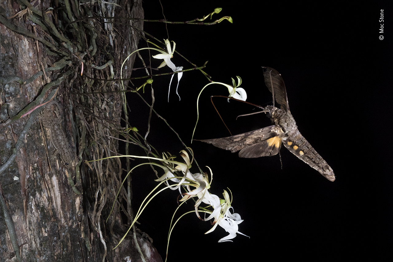 The ghost orchid and the thief