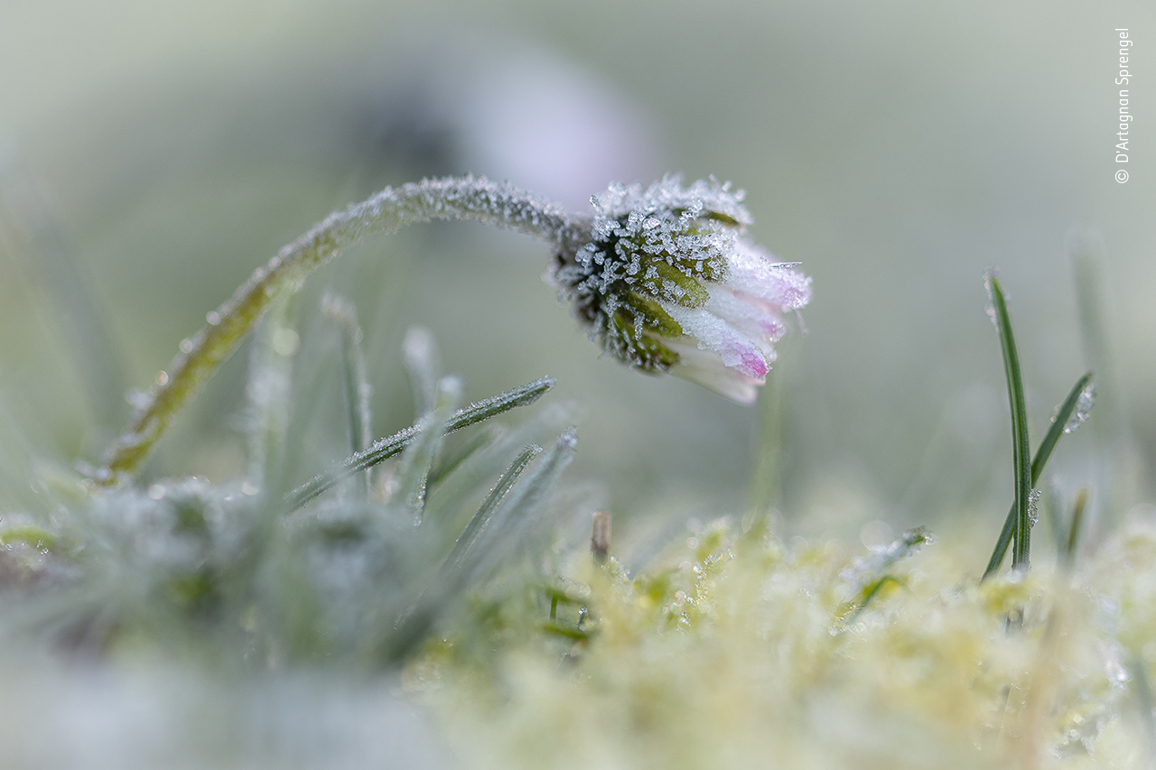 Frost daisy