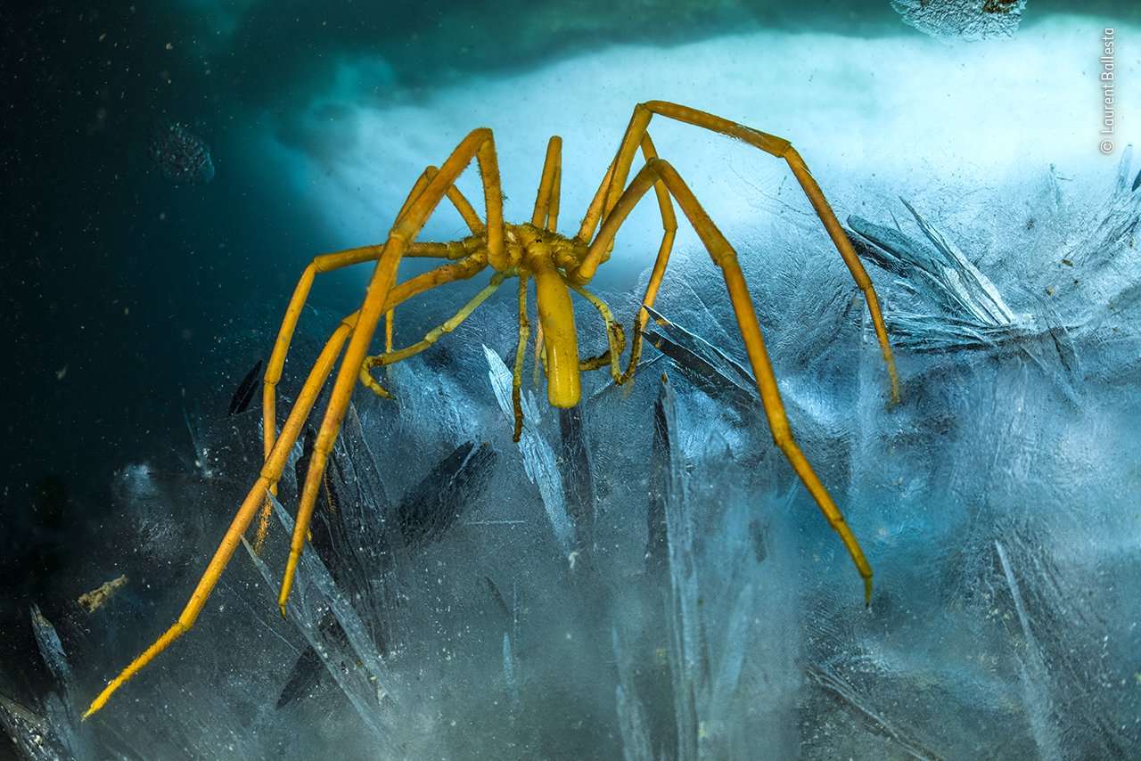 The spider that isn’t