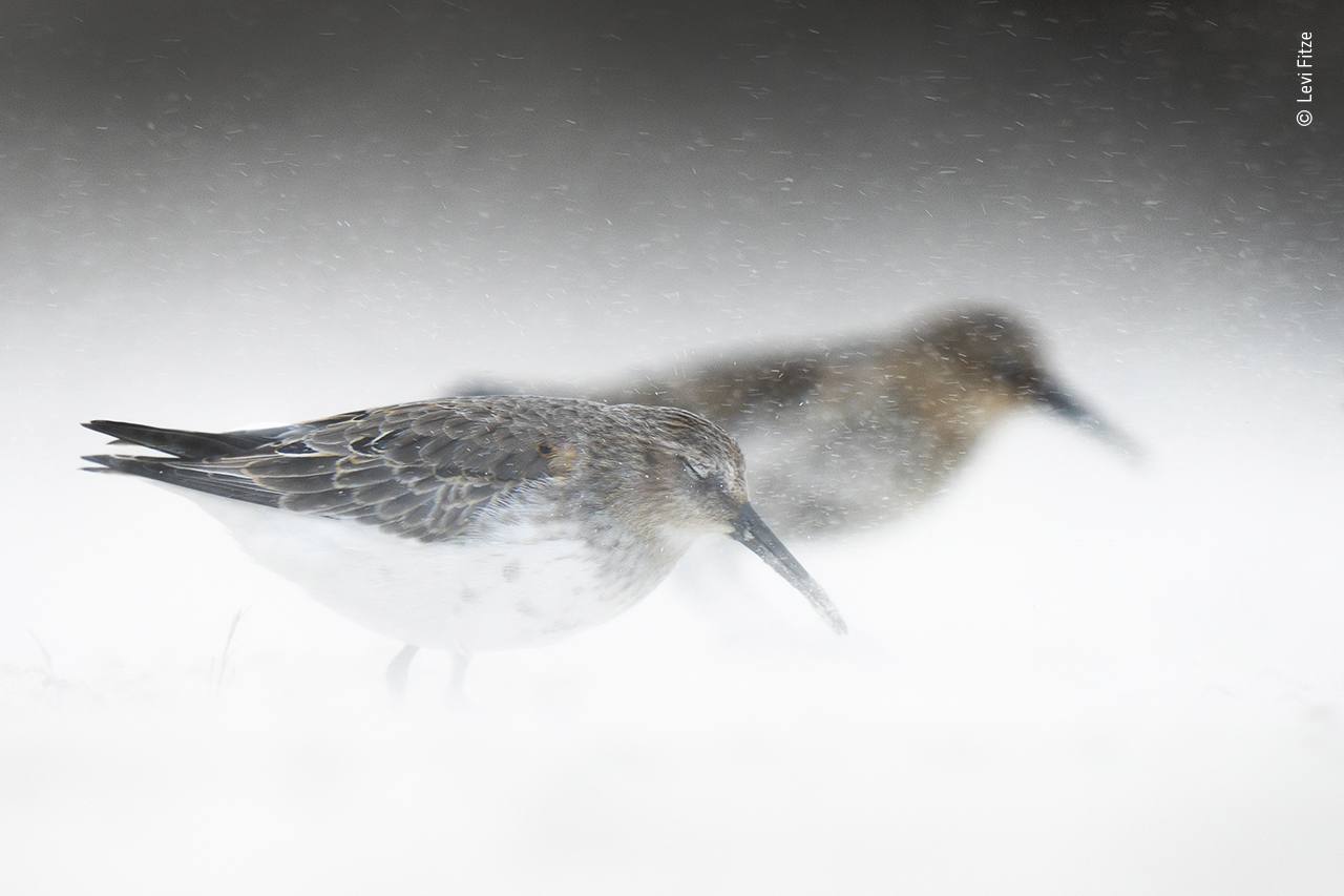 Sand-blown dunlins