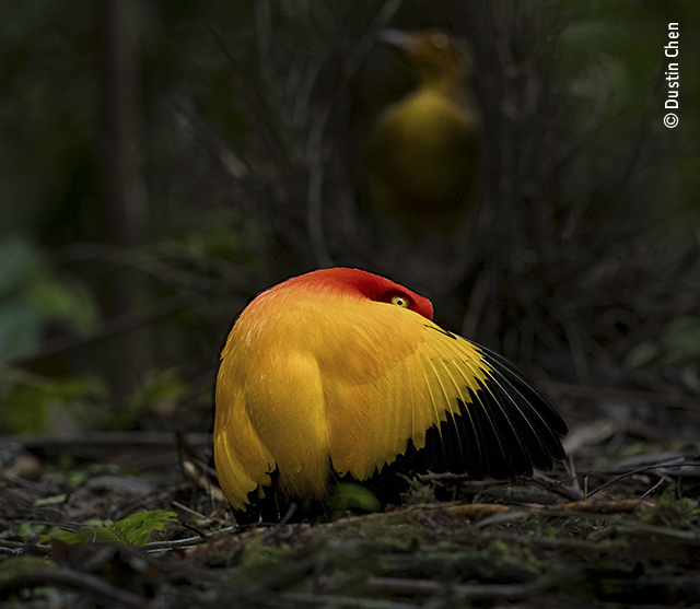 Dance of the flame bird