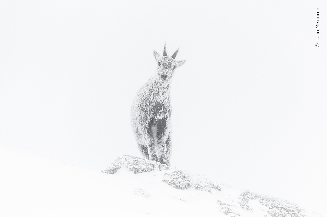The Ice Ibex