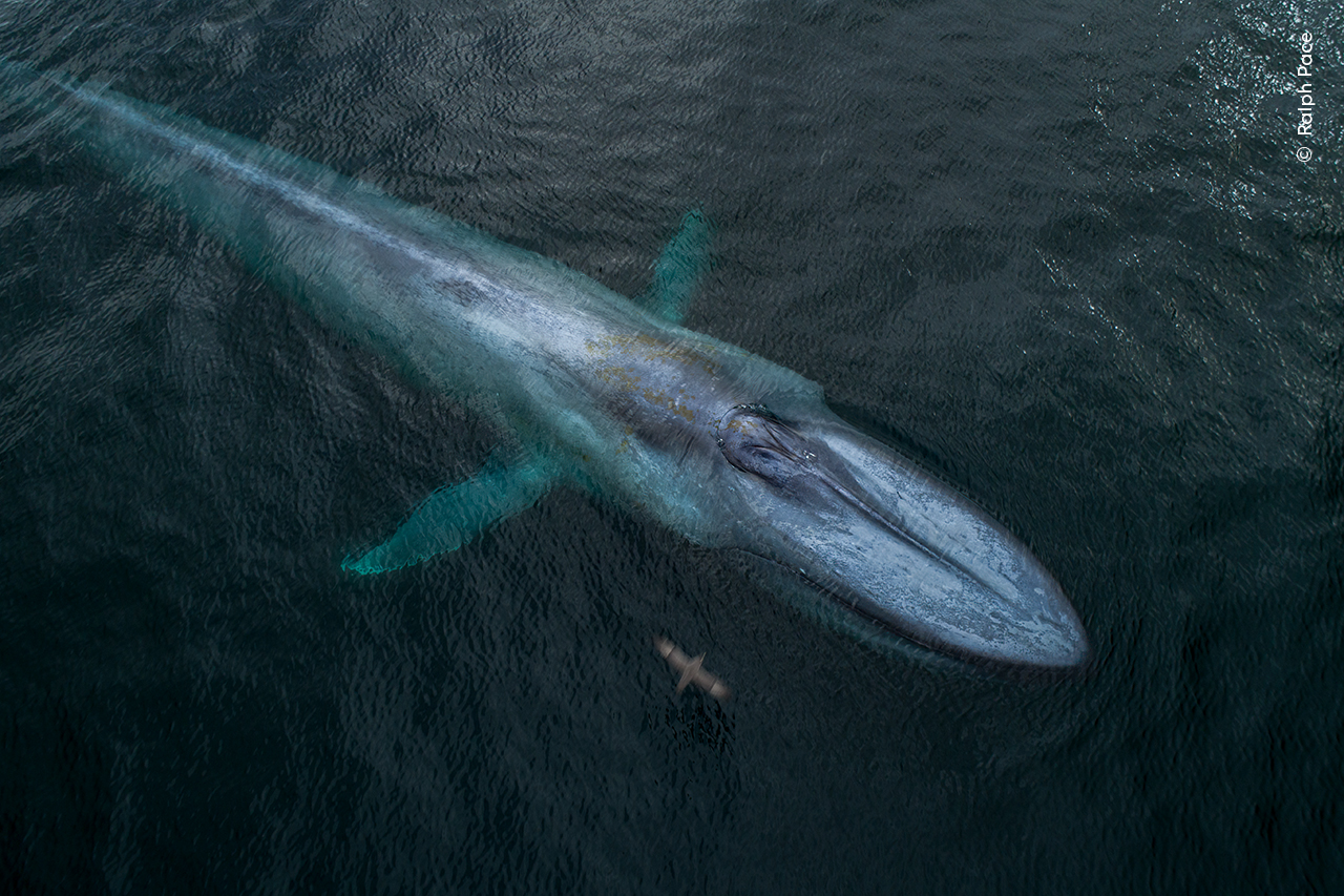 Big Blue