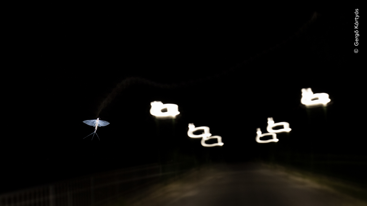 Mayfly Illuminations
