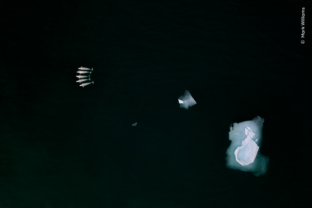 Belugas Among Sea Ice